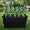 Thicken Hydroponic Box Plastic Planting Container Practical Germination Tray  Indoor Gardening