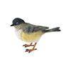 Miniature Birds Decor Animal Sculpture Simulation Bird Figurines Sparrow Figures for Bookshelf Home
