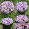 Natural Rough 100g Amethyst Gravel Stone Quartz Crystal Gemstone Decor Home