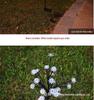 Outdoor Waterproof Solar Cherry Blossom Branch Lights for Garden and Lawn Decoration