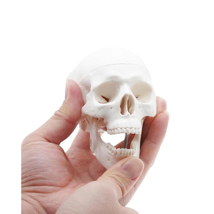 Mini Skull Anatomy Model for Studying - Human Skull Model, Small Plastic Head Bones for Artists Drawing - QREBYQ Anatomy Skull Model