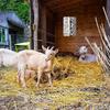 Vintage Goat Sign - Humorous 8x12 Inch Farmhouse Decor for Animal Lovers