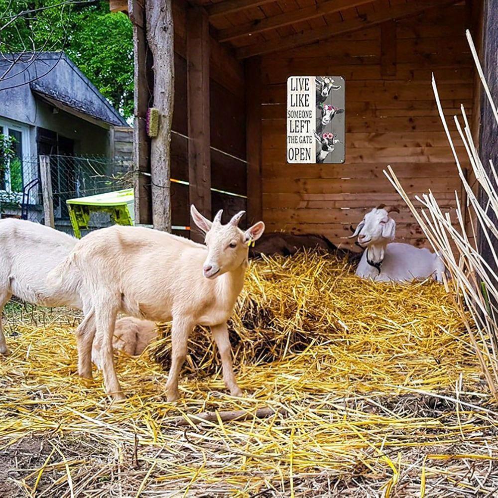 Vintage Goat Sign - Humorous 8x12 Inch Farmhouse Decor for Animal Lovers