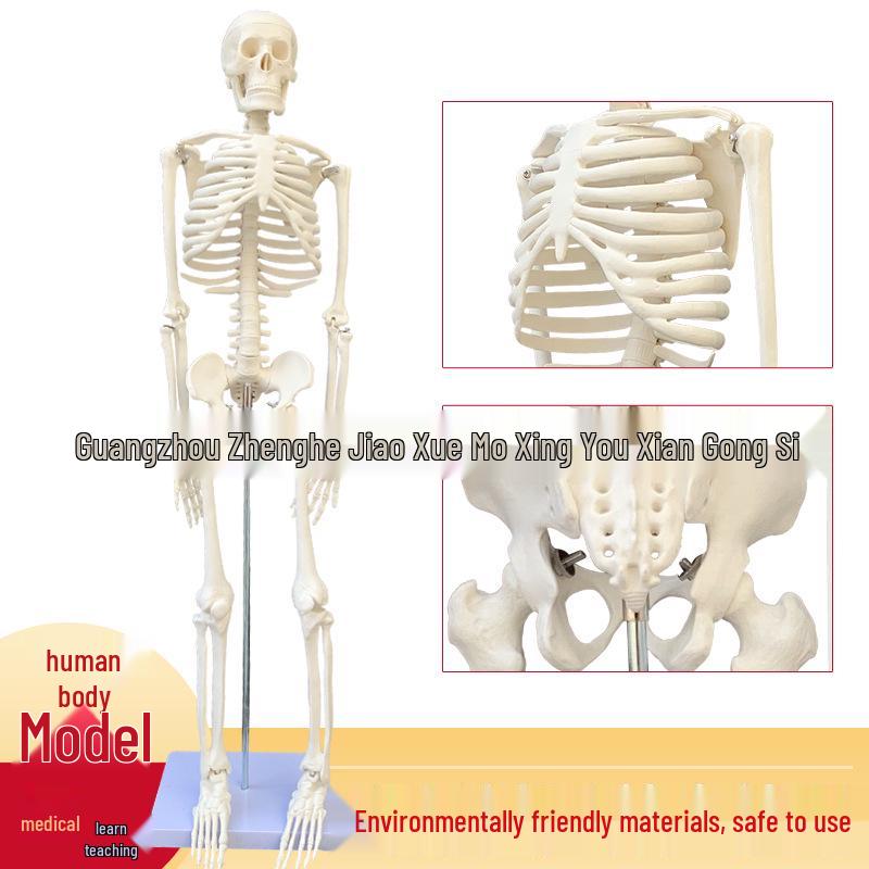 85CM Medical Skeleton & Skull Model for Art and Study 85CM