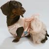 Lace Sleeveless Dress for Dachshund Dogs Summer Pink Suspended bubble Skirt For Female Dachshund Dogs in Spring Party Weeding