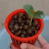 20pcs Hydroponic Mesh Pot Vegetable Planting Basket Soilless Cultivation Equipment Aeroponic Plastic Plant Rooter Net Cup