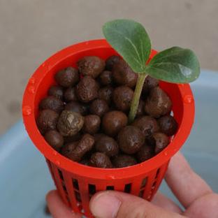 20pcs Hydroponic Mesh Pot Vegetable Planting Basket Soilless Cultivation Equipment Aeroponic Plastic Plant Rooter Net Cup