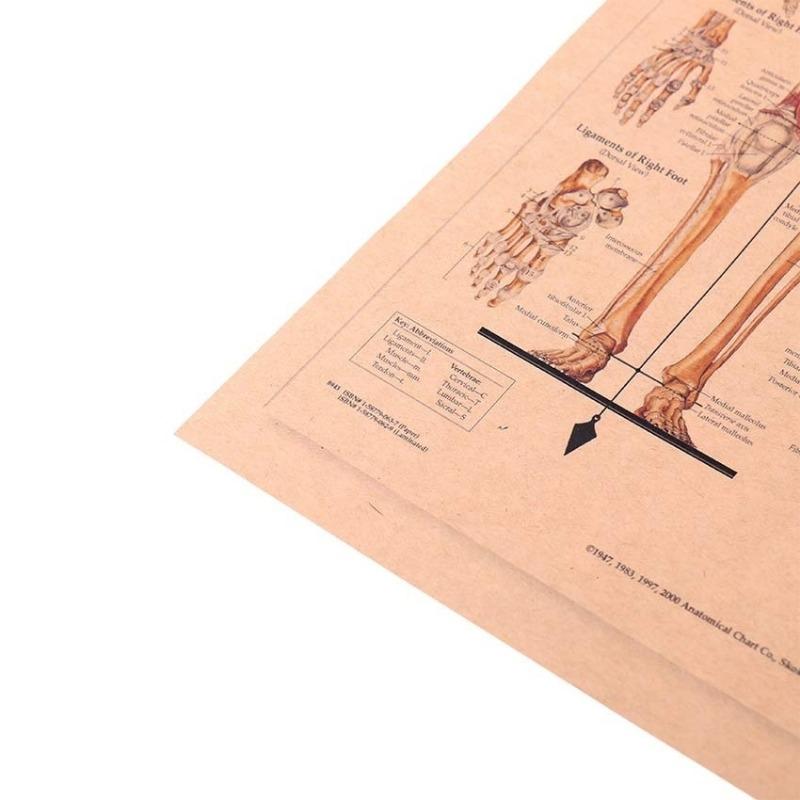 El Esqueleto de la Estructura del Cuerpo Sistema Nervioso Póster Bar Decoración del Hogar Retro Pintura Papel Kraft 42x29cm Adhesivo de Pared