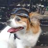 Dog Goggles Adjustable Pet Helmets Puppy Helmets Motorcycle Dog Sunglasses Dog Hat Dog Hat Safetys Helmets