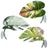 Aquarium Betta Fish Leaf Pad with Suction Cup Relax Plants Fish Spawning Habitat Pets Fish Tank Decor Artificial Leaf Hammock