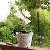 Wurzelkontrolle Mit Löchern Und Schalen Kunststoff Transparent Blumentopf Pflanzentöpfe Orchideentopf Für Phalaenopsis Orchideenpflanzung