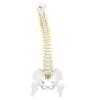 Spine Model, Human Spine 8cm Removable Flexible Human Spine Model Spine For for Skeleton Study Teaching