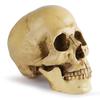 Resin Material Life Size Human Anatomy Model 1:1 Highly Realistic Replica Human Adult Skull Head Bone Model Halloween Decoration