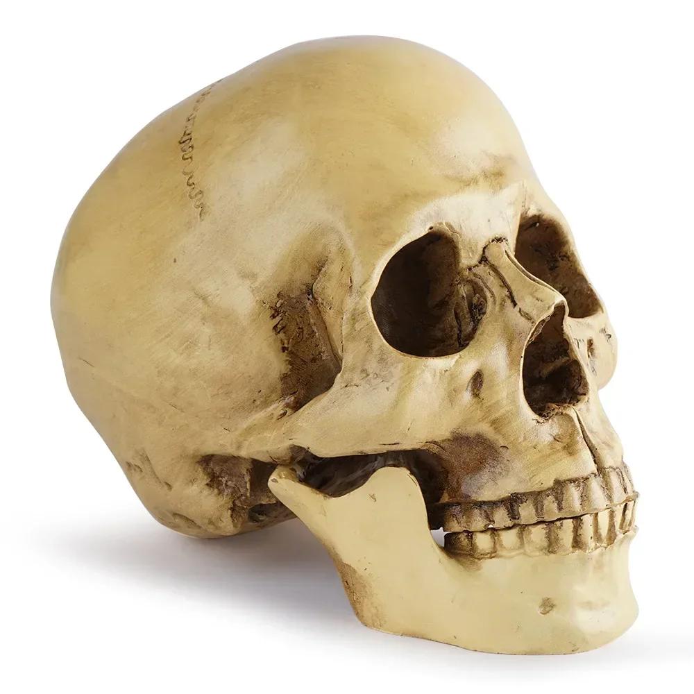 Resin Material Life Size Human Anatomy Model 1:1 Highly Realistic Replica Human Adult Skull Head Bone Model Halloween Decoration
