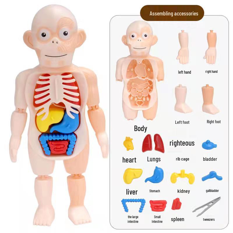 Kids' DIY Human Organ Model Educational Toy for Science Learning
