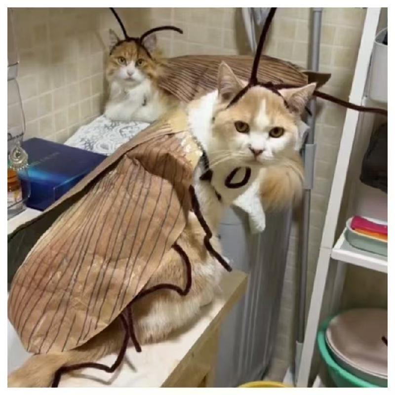 Lustiges Kakerlaken-Kostüm für Katzen, Weiches Haustier-Cosplay-Outfit, Insekten-Stil Halloween-Partykleidung für Kätzchen, Niedliches Virales Foto-Requisit