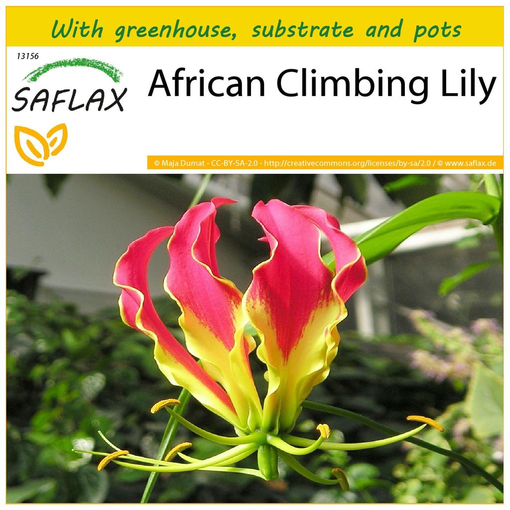 SAFLAX Anzuchtset - Afrikanische Kletterlilie - 15 Samen - Mit Mini-Gewächshaus, Anzuchtsubstrat und 2 Töpfen - Gloriosa rothschildiana