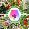 LED Grow Lights with Full Spectrum Clip Plant Growing Lamp with Red Blue LED for Indoor Plants