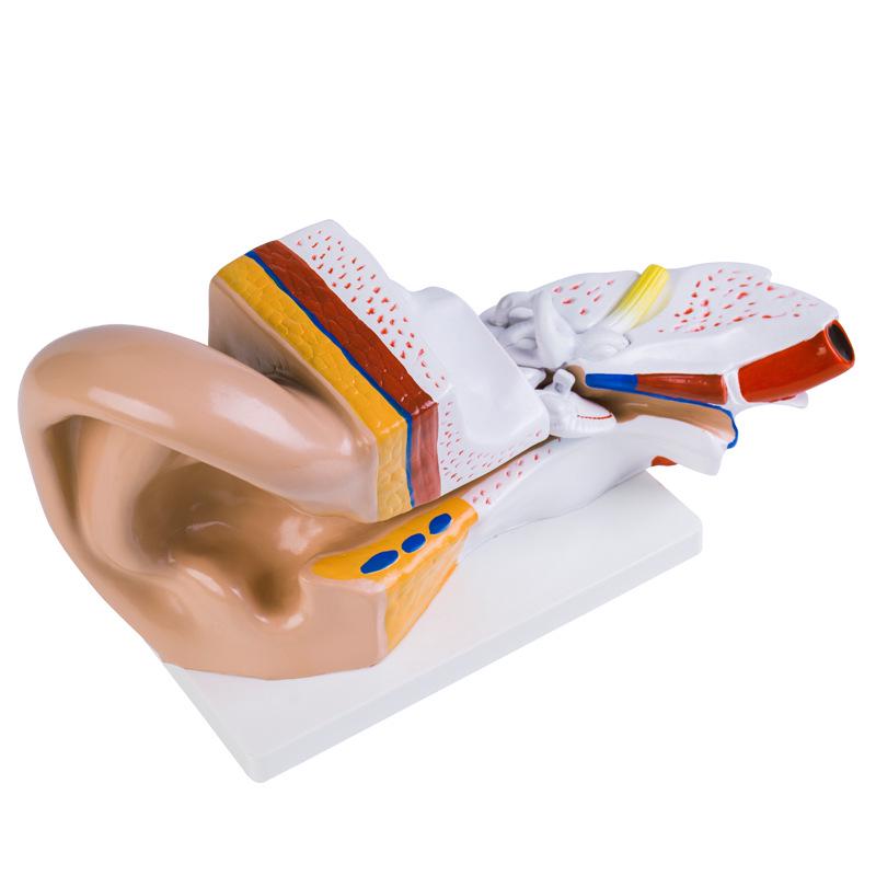 Set of 2 Large Human Ear Anatomical Models with 3x Magnification