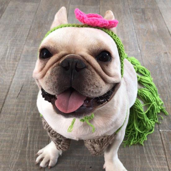 Dog Belly Dancer Skirt with Bikini Lightweight Comfortable To Wear Cats Dogs