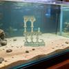 Vissen en zeedieren – Aquarium decoratie