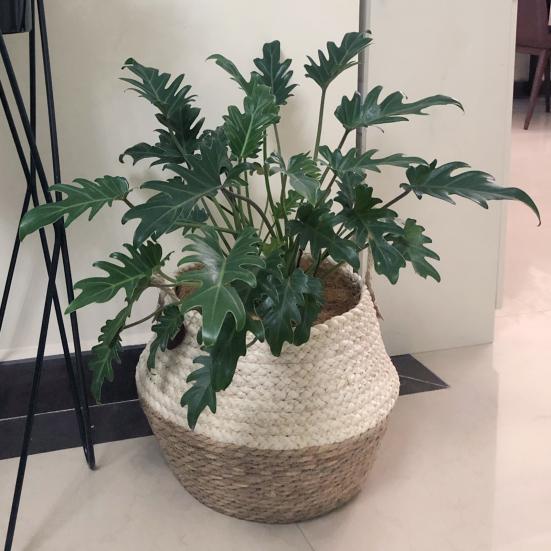 

Comfortable Portable Reliable Durable Folding Large Capacity Storage Basket Holder Laundry Organizer L