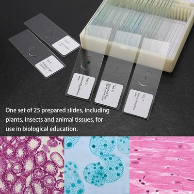 25 SZT./Zestaw Biologiczne Szklane Próbki Przygotowane Tkanki Podstawowe Nauka Szkiełka Nakrywkowe Przenośne Szkiełka Mikroskopowe Próbki Edukacyjne