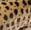 BH6543 HANSA Cheetah 110