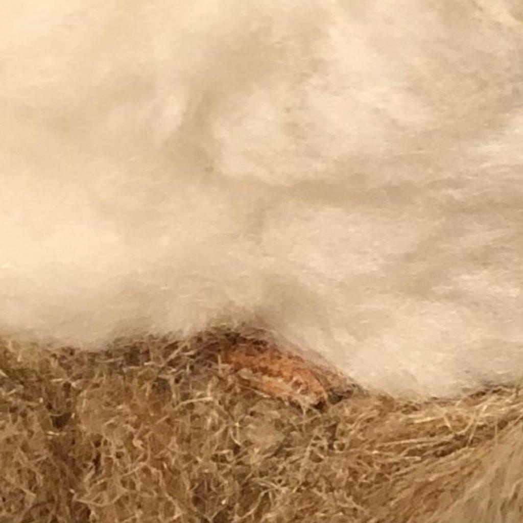 [USED] First Plush Retro Teddy Bear