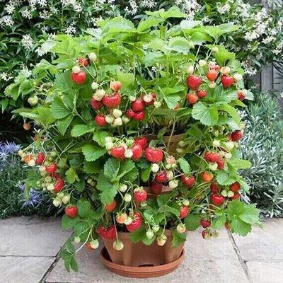 50 Seeds of FRAGARIA Ananassa - Climbing STRAWBERRY Mini "Fresh and Organic Seeds"