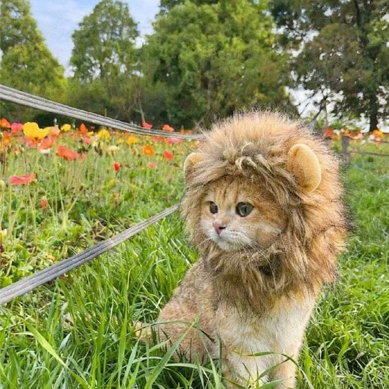 Nuovi Animali Domestici Carini Divertenti Vestiti Cappello Gatto Carino Parrucca Leone Criniera Costume Cosplay Gattino Cane Cappello Con Orecchie Forniture per Feste Fantasia