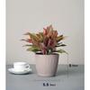 Set of 6 Self Watering Pots for Home, Decor & Garden | Flower Pots, Planters for Indoor Plants | Plastic Pots for Living Room