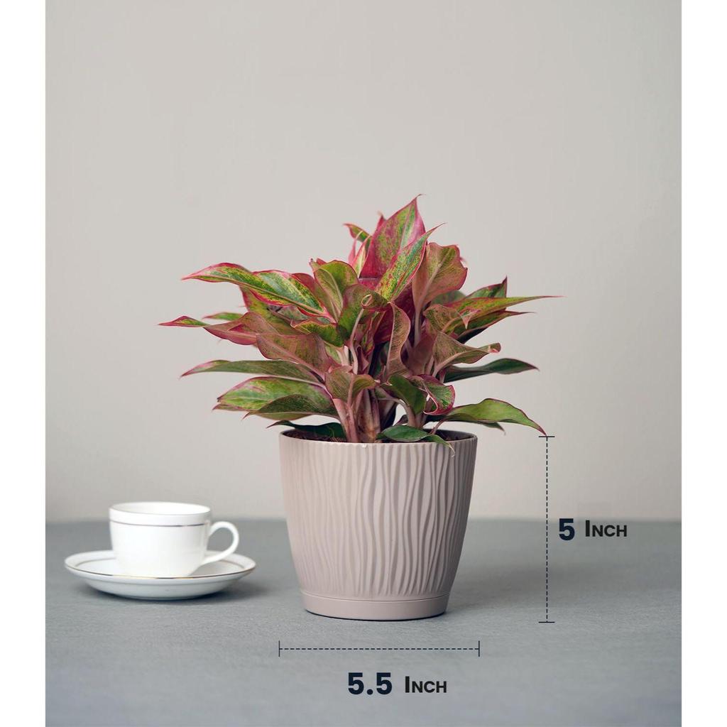 Set of 6 Self Watering Pots for Home, Decor & Garden | Flower Pots, Planters for Indoor Plants | Plastic Pots for Living Room