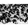 Sheep Black Sheep White Sheep With Bow Tie Posters and Prints Canvas Painting Wall Art Pictures Home Room Modern Travel Decor