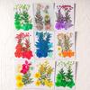 10 Pcs Pressed Dried Flowers Flat Real Dried Blooms All-Natural Colored Dried Flowers for DIY Crafts Scrapbooking Face Decoration
