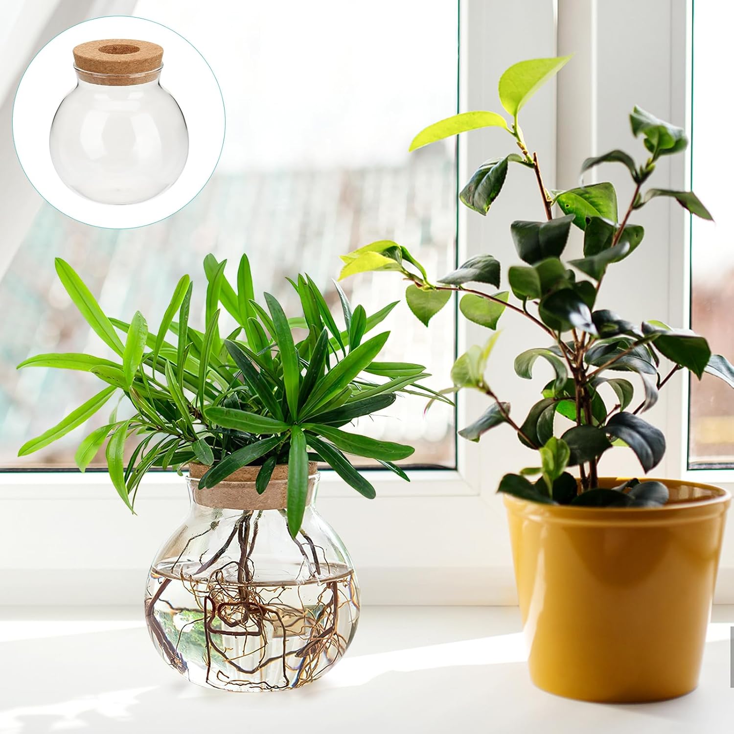 Yardwe Hydroponic Glass Bottle Air Plants Propagation Stations Hydroponic Flower Vase Terrarium Plants Desktop Plant Terrarium Plant Propagation