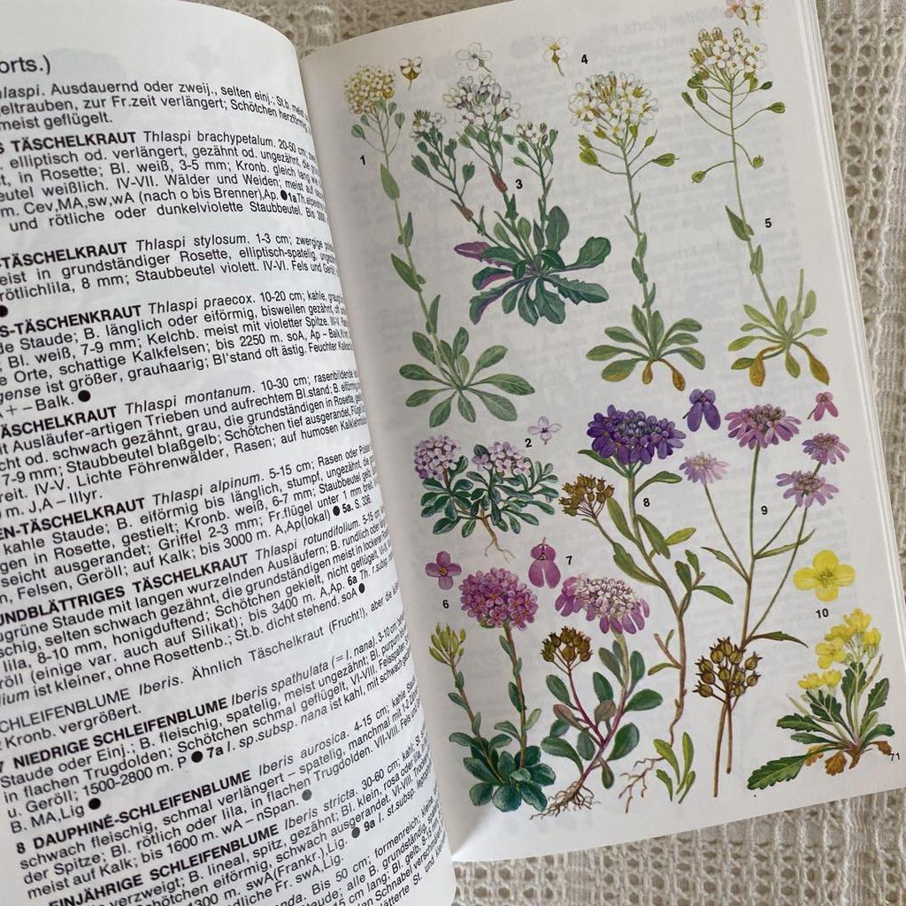 [USED] 1980, Plenty of illustrations, over 3000 items, Marjorie Blamey's Alpine Plant Encyclopedia