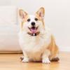 Pet Navigation Tracking Device With Multiple Networking Compatibility And Real Time Location Updates For Active Children