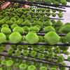 Artificial Moss Rocks Greenery Decorative Moss Covered Stone Fake Moss Decor for Floral Arrangement Fairy Garden Crafting