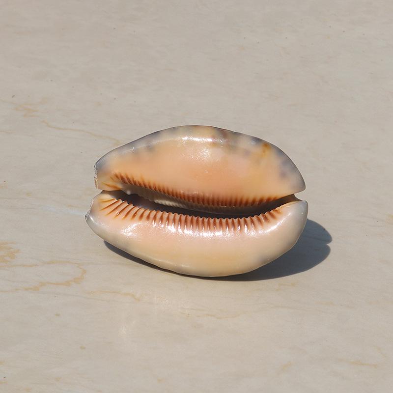 קונכייה טבעית נדירה, קונכיית שור, קאורי, חילזון, קישוט לאקווריום