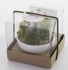 Kishima CT Catalyst Deodorizing Artificial Green Succulent Refrelium KH-60987