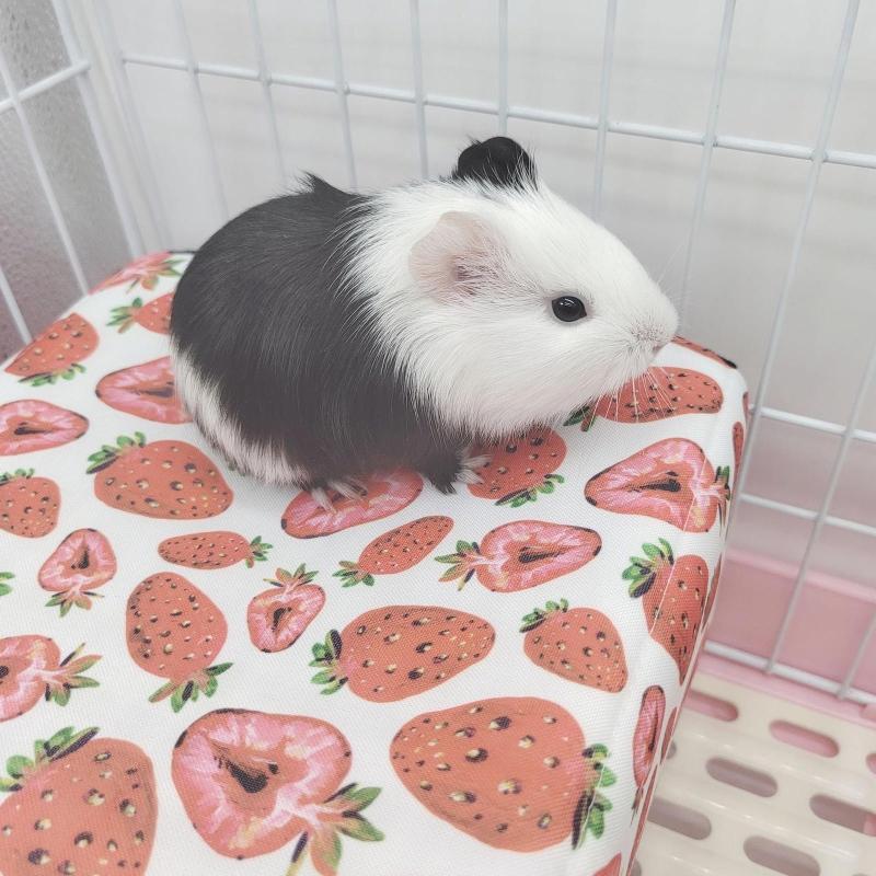 Hamster Winter Bed Warm Cave Cozy Hideout Bottomless House Cute Print for Small Animals Ferrets Playing Sleeping