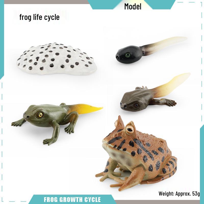 Animal Growth Cycle Models: Chicken, Duck, Goose, Butterfly, Turtle, Frog Montessori Teaching Figurines