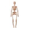 Modello Struttura Corpo Umano Smontabile Assemblato per Bambini, Scheletro Intero, Scheletro Organi, Giocattolo Simulazione Anatomia Medica