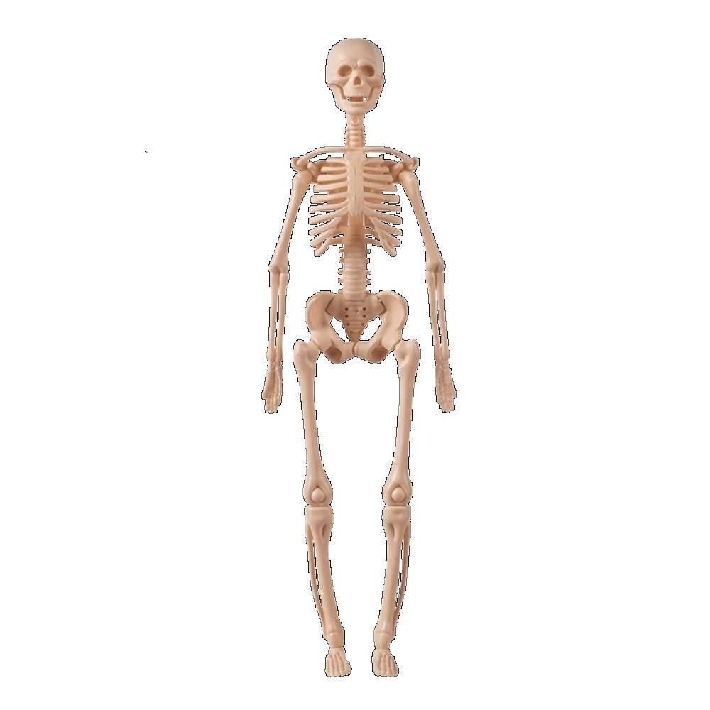 Modello Struttura Corpo Umano Smontabile Assemblato per Bambini, Scheletro Intero, Scheletro Organi, Giocattolo Simulazione Anatomia Medica