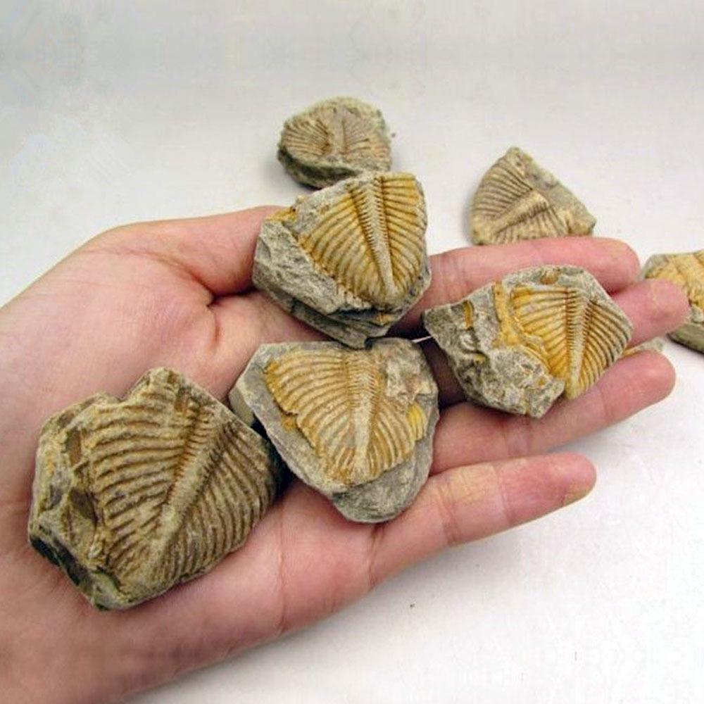 Type: Trilobite Fossil Decorative Stone Natural Fossil Trilobite Tail Animal Coral Trilobite Science Stone Collection Tail Insect Crown Science Specimen Teaching G7P5 Type: Trilobite Fossil Decorative Stone Natural Fossil Trilobite Tail Animal Coral Trilobite Science Stone Collection Tail Insect Crown Science Specimen Teaching G7P5