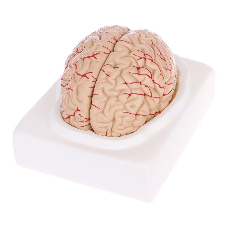 W89C Gedemonteerd Anatomisch Menselijk Model Anatomie Medisch Lesinstrument