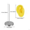 Part of The Body Silicone Ear Model, A Mannequin Earring