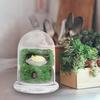 Hemoton Glass Display Dome,Clear Glass Dome for Micro Landscape DIY,Clear Cloche Bell Jar Terrarium Display Bottle,Decorative Case for Plants