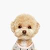 PET AROUND GOMDORI HARNESS Grey